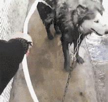 活生生的看着雪白的萨摩耶跟着哈士奇变成黑黢黢的