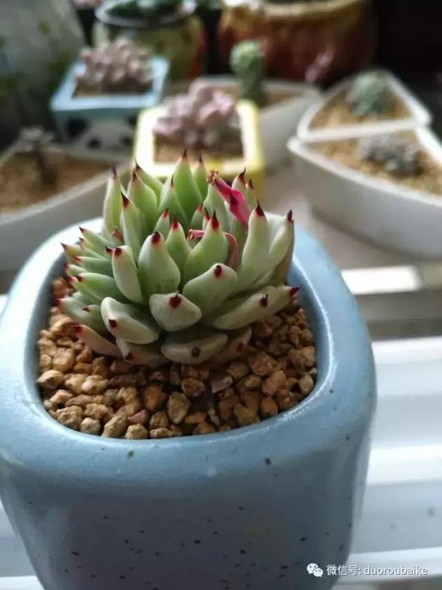 老桩多肉爱生根吗,多肉老法师老桩名品