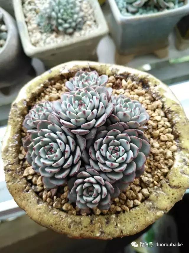 老桩多肉爱生根吗,多肉老法师老桩名品