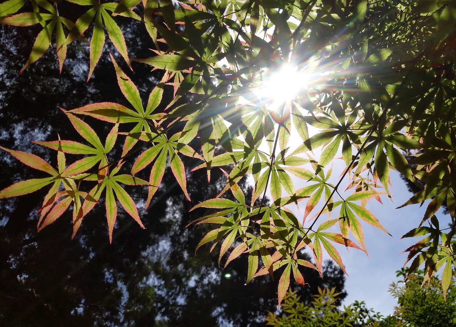 锤子坚果pro2s测评照片,锤子坚果pro2拍照效果