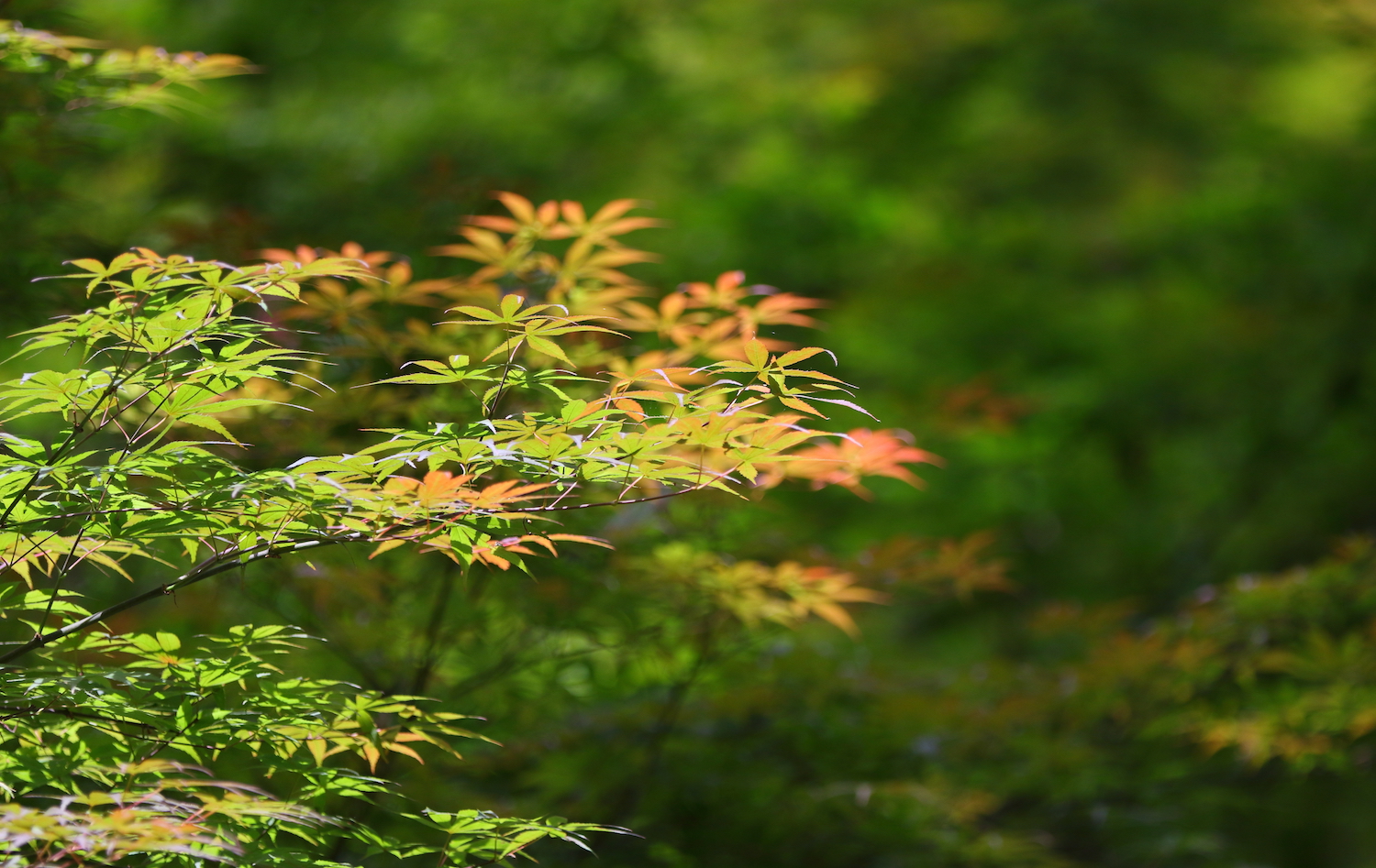 锤子坚果pro2s测评照片,锤子坚果pro2拍照效果
