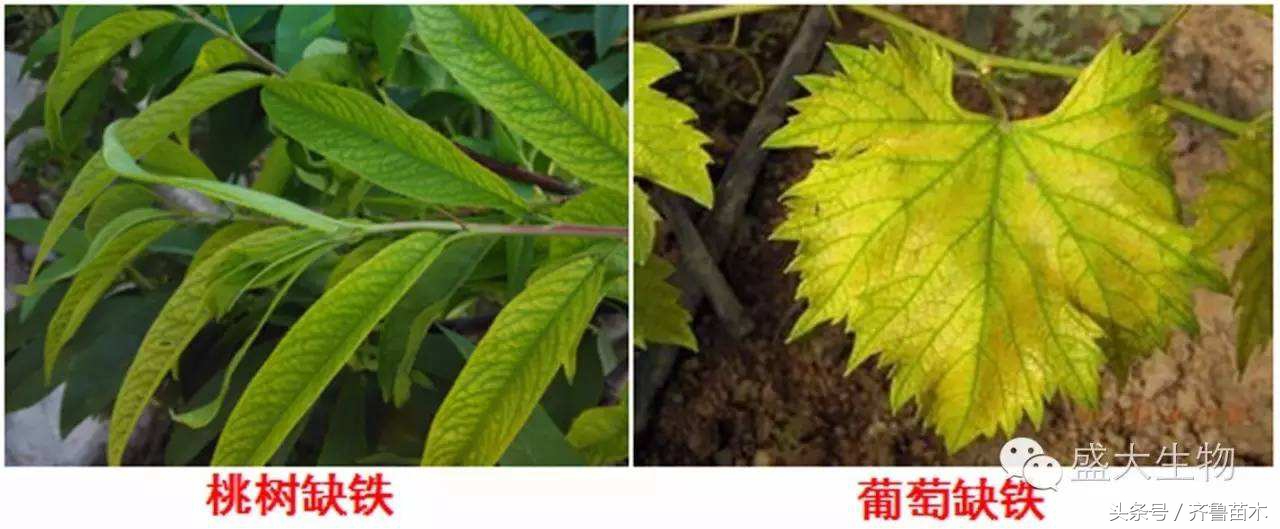 桃树叶片发黄症状及防治措施,对症下药才是关键!