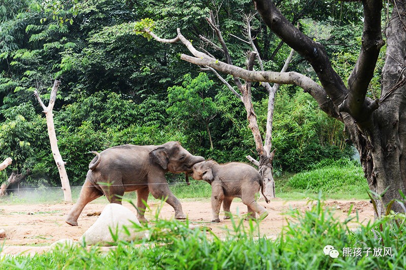 广州长隆野生动物园游玩攻略,广州长隆野生动物园攻略自由行