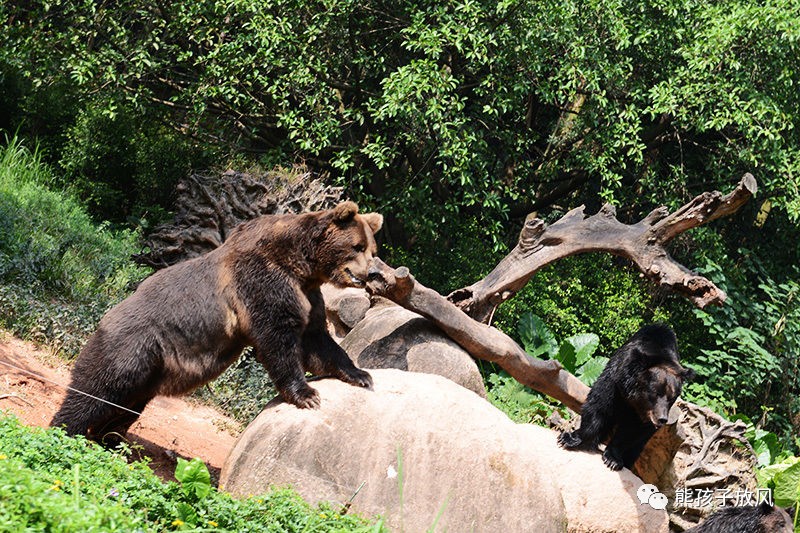 广州长隆野生动物园游玩攻略,广州长隆野生动物园攻略自由行