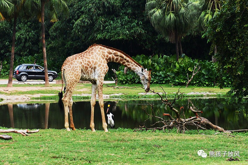 广州长隆野生动物园游玩攻略,广州长隆野生动物园攻略自由行