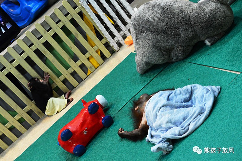 广州长隆野生动物园游玩攻略,广州长隆野生动物园攻略自由行