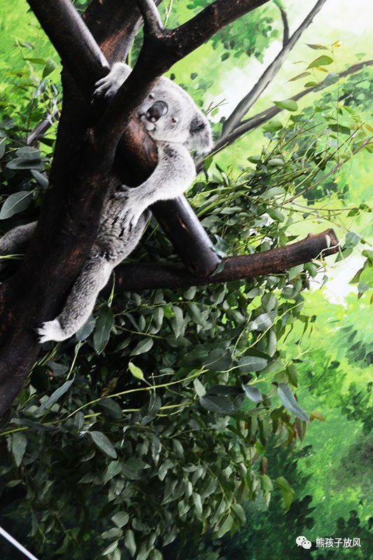 广州长隆野生动物园游玩攻略,广州长隆野生动物园攻略自由行