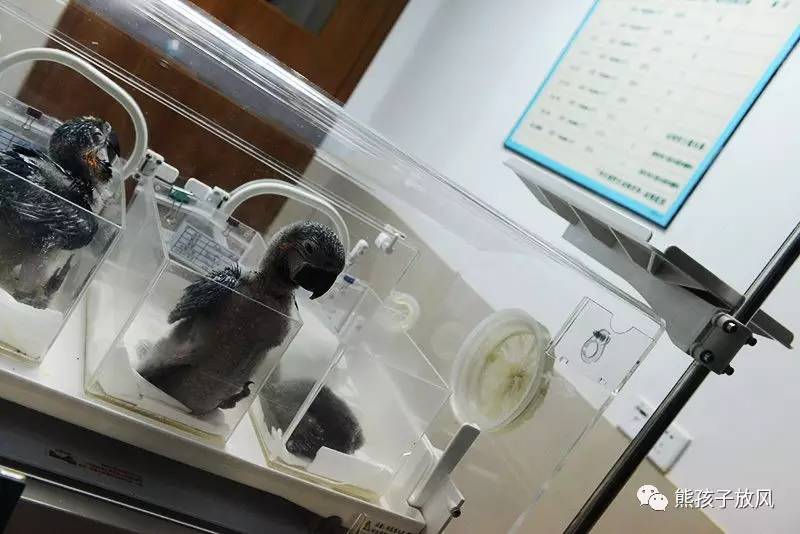 广州长隆野生动物园游玩攻略,广州长隆野生动物园攻略自由行