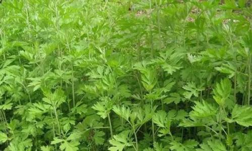 艾叶泡水喝有什么作用和功效,艾叶泡水喝有什么功效和作用