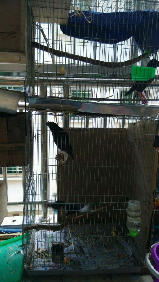 宠物八哥鸟视频,宠物八哥知识大全