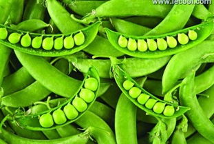 哺乳期吃什么食物增加乳汁分泌,促进乳汁分泌的食物有哪些