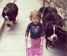 盘点12种适合家养的狗狗第9种最乖,比较好容易饲养智商比较高的狗狗