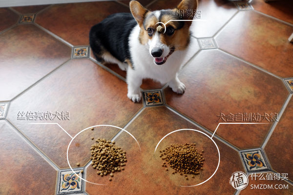 目测托米你要火！丝倍亮成犬全价托米亲吃评测以及托米的成长史