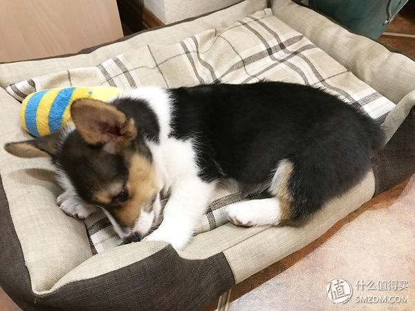 目测托米你要火！丝倍亮成犬全价托米亲吃评测以及托米的成长史