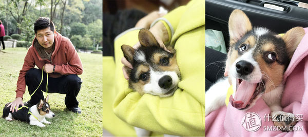 目测托米你要火！丝倍亮成犬全价托米亲吃评测以及托米的成长史