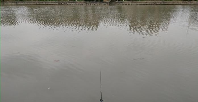 有毛不算秃含义,有毛不算秃怎么回复