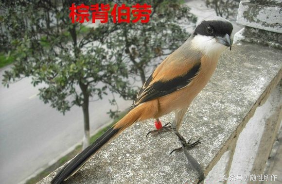 伯劳饲养对人体有什么危害,伯劳幼鸟怎么养