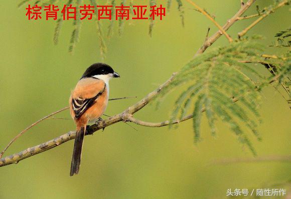 伯劳饲养对人体有什么危害,伯劳幼鸟怎么养