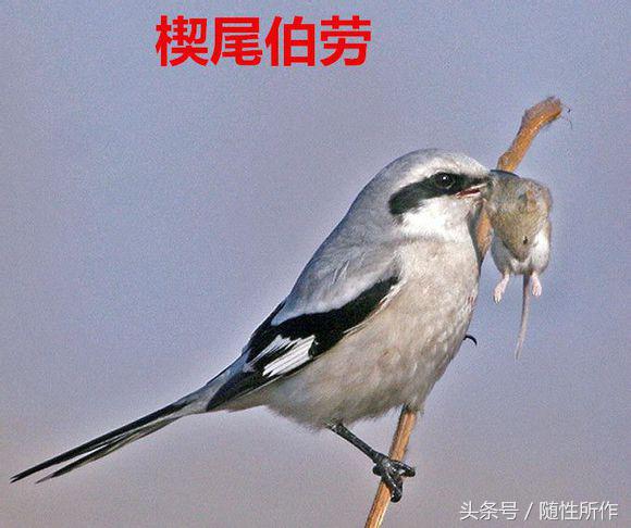 伯劳饲养对人体有什么危害,伯劳幼鸟怎么养