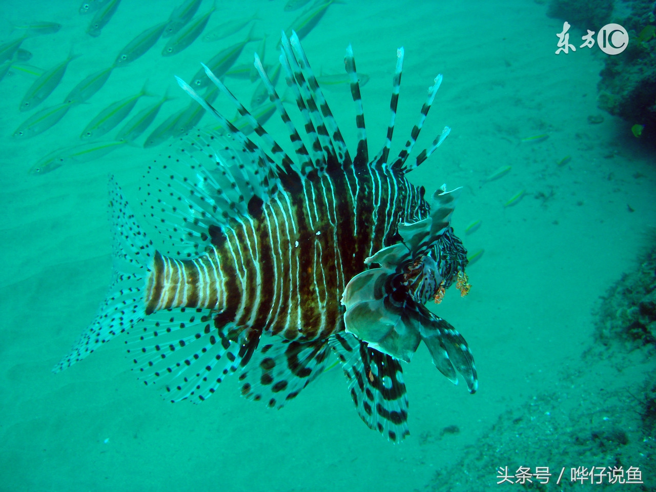 哗仔独家养水秘籍,哗仔独家开缸养水秘籍