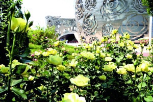 北京月季花海在哪里,北京最美月季景点