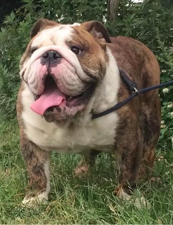 这6种情况不能洗澡,有这五个状况说明狗狗不健康