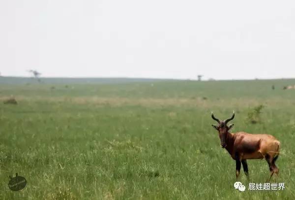 一天之内连开两条国际航线成都直飞非洲大陆往返1450元啦!