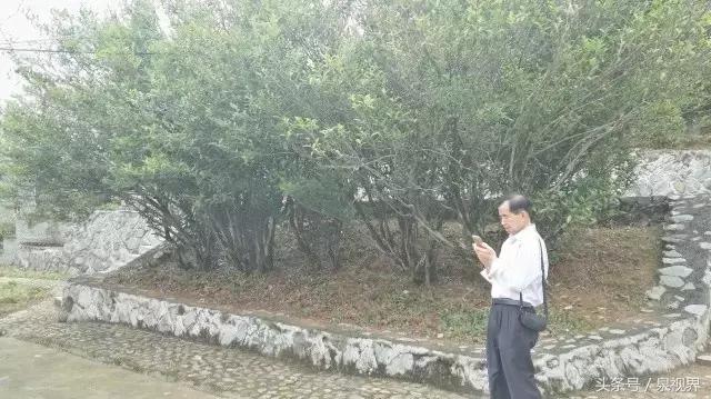 漳平水仙寻茶,永春特级老枞水仙价格