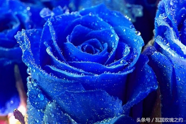 玫瑰的花语取名,玫瑰的花语100句