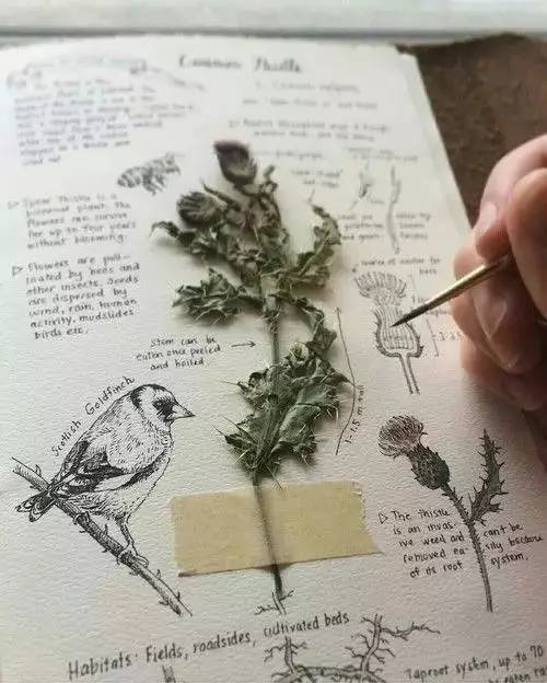 手帐小白入坑必备的东西,手帐的坑