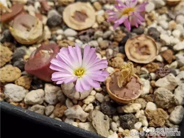 肉锥蜕皮要注意什么,蜕皮期的肉锥怎么服盆