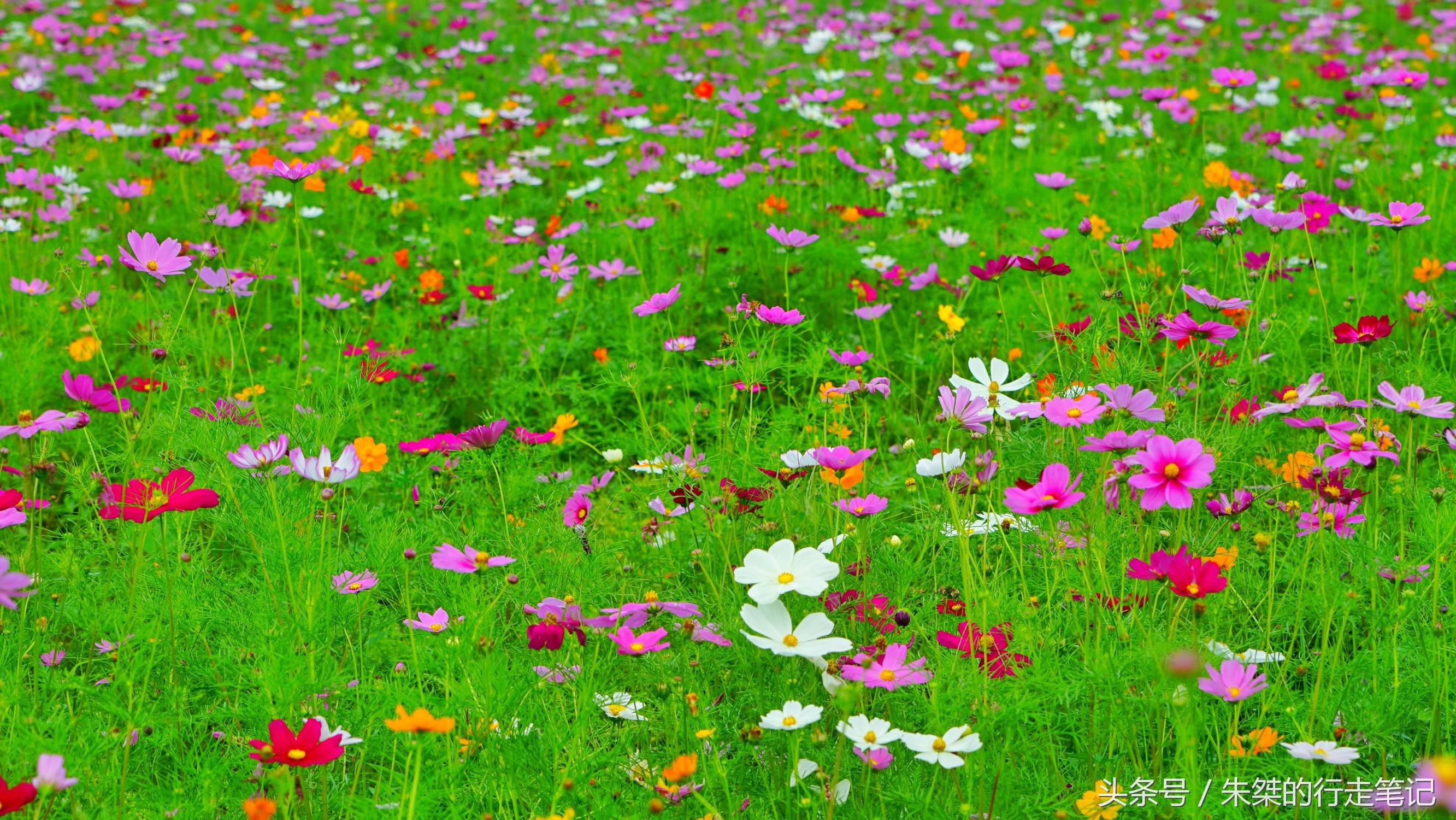 黄姚花海已经荒成草海,黄姚花海景区