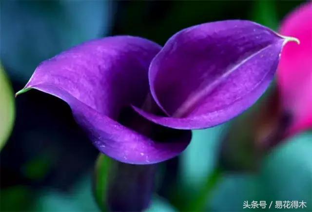 如何才能让马蹄莲复花,马蹄莲什么时候休眠什么时候开花