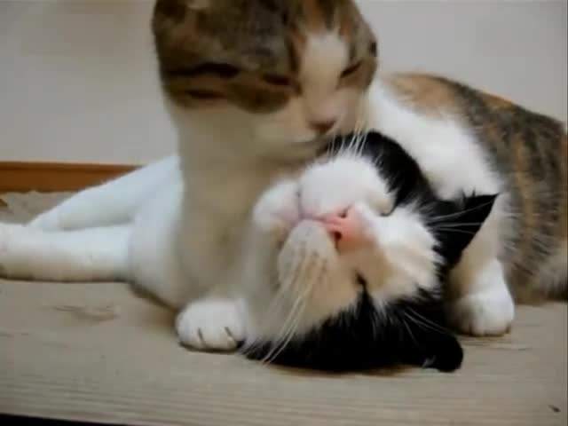 猫咪哪有那么多坏心思,猫咪的那些可爱行为