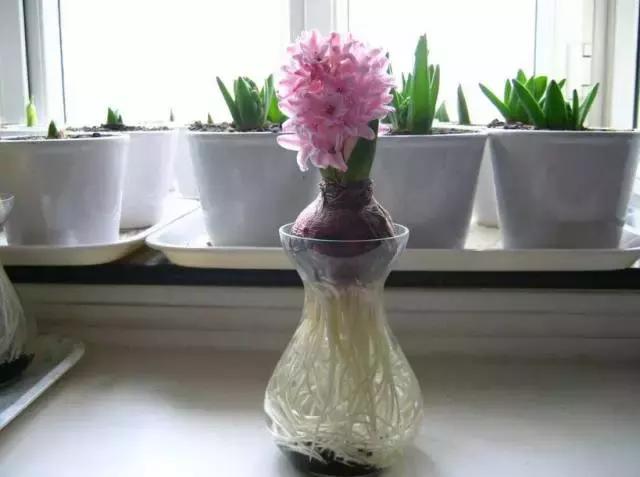 姘村煿鐜夋爲妞嶇墿,鐩嗘牻鐨勯搧鏍戝彲浠ユ按鍩瑰悧