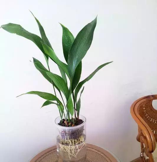 姘村煿鐜夋爲妞嶇墿,鐩嗘牻鐨勯搧鏍戝彲浠ユ按鍩瑰悧