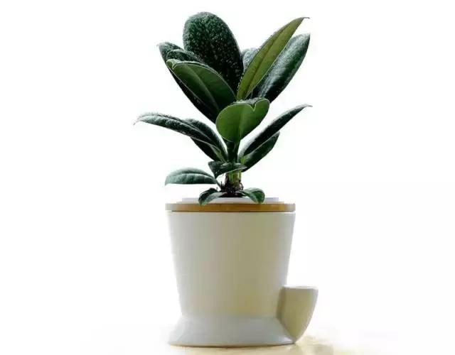 姘村煿鐜夋爲妞嶇墿,鐩嗘牻鐨勯搧鏍戝彲浠ユ按鍩瑰悧