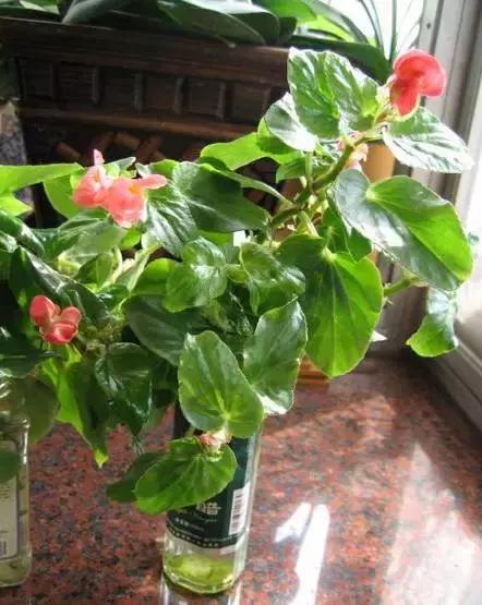 姘村煿鐜夋爲妞嶇墿,鐩嗘牻鐨勯搧鏍戝彲浠ユ按鍩瑰悧