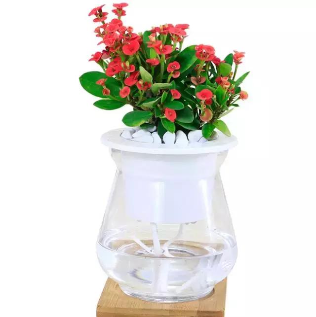 姘村煿鐜夋爲妞嶇墿,鐩嗘牻鐨勯搧鏍戝彲浠ユ按鍩瑰悧