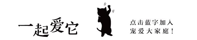 宠知识|倡议领养代替购买