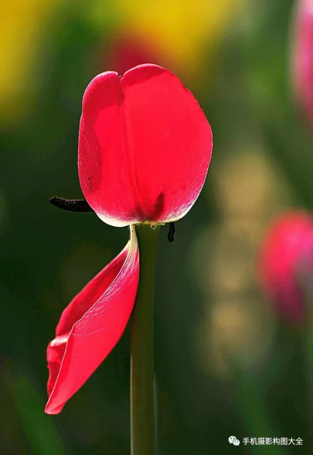 怎样对手机照片进行智能补光？能让照片如此动人？