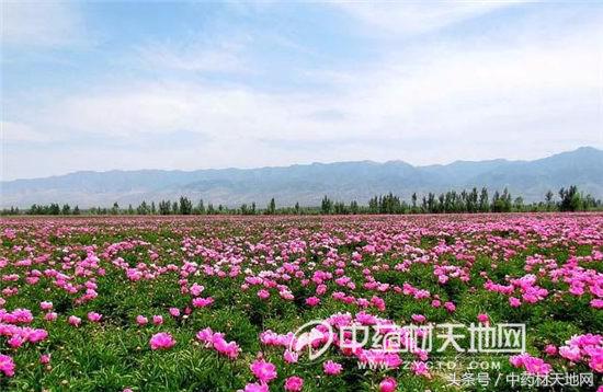 白芍种植山西,一亩地种植多少白芍苗子