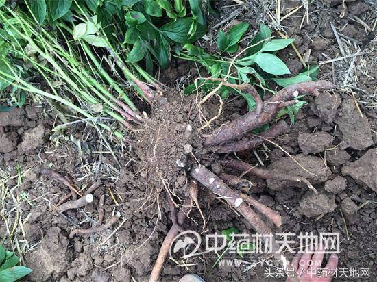 白芍种植山西,一亩地种植多少白芍苗子