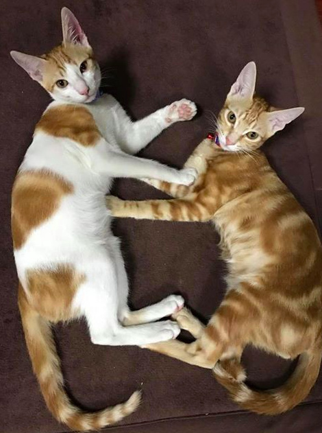 带来幸运的招财小黑猫,一只可以带来好运的猫