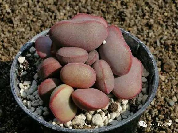 圆滚滚会出血斑的多肉 (十大超可爱的多肉)