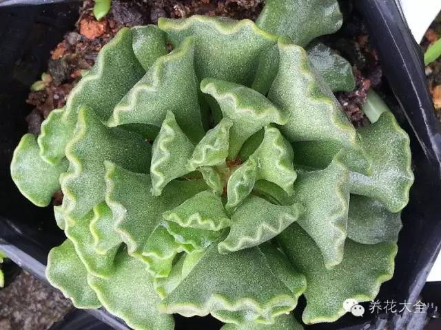 圆滚滚会出血斑的多肉 (十大超可爱的多肉)