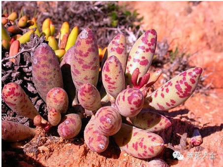 圆滚滚会出血斑的多肉 (十大超可爱的多肉)