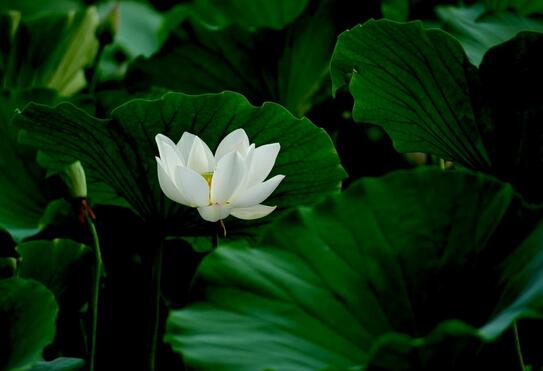 孕早期见红，一定就是要流产了吗？来看该怎么办？