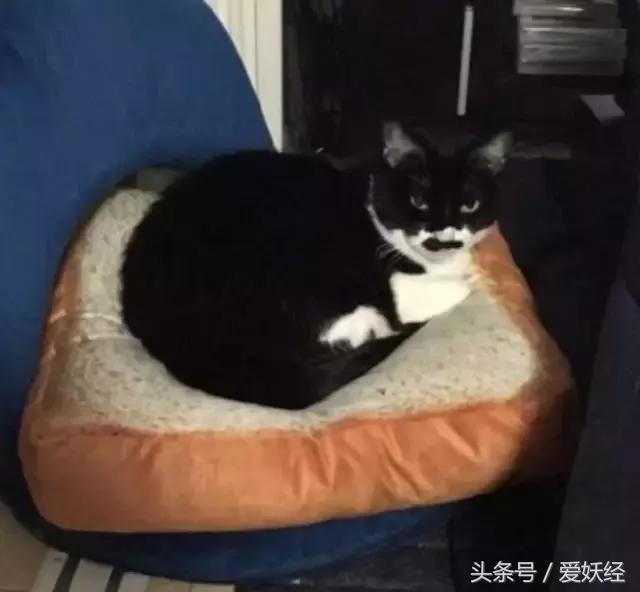 爱妖经｜买了这个猫咪专用土司坐垫，也许我们就能有猫了！