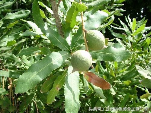 见识一下生长在夏威夷的“干果皇后”的真容吧